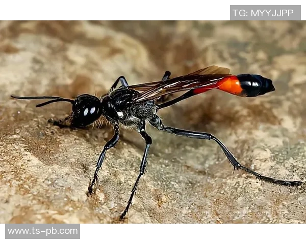 黄蜂的生物特征、生态习性及其在自然界中的重要作用分析